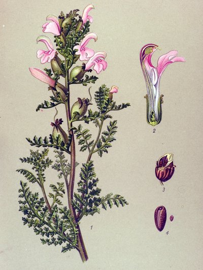 Tabla botánica, planta: Pedicular del pantano (Pedicularis palustris) de Unbekannter Künstler