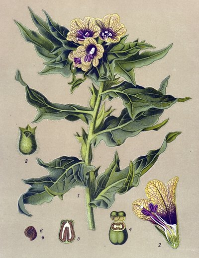 Tabla botánica, planta: borde negro (Hyoscyamus niger) de Unbekannter Künstler