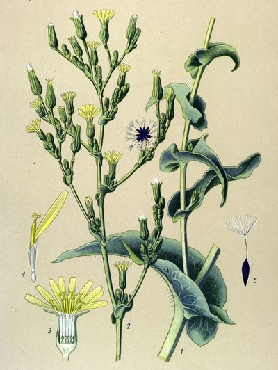 Tabla botánica, planta: lechuga ferinosa o lechuga silvestre (Lactuca virosa) de Unbekannter Künstler