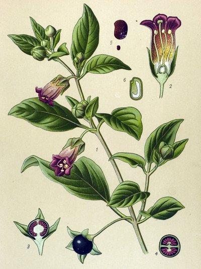 Tabla botánica, planta de la belladona (Atropa belladonna) de Unbekannter Künstler