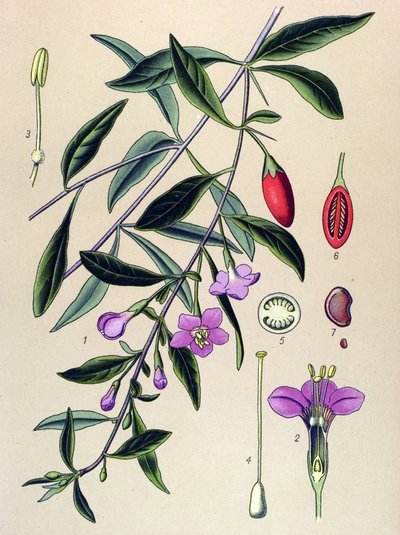 Tabla botánica, planta de la medicina tradicional china: lyciet común (Lycium halimifolium) de Unbekannter Künstler