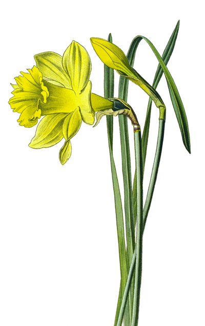 Tabla botánica, planta: narciso amarillo o narciso trompeta (Narcissus pseudonarcissus) de Unbekannter Künstler
