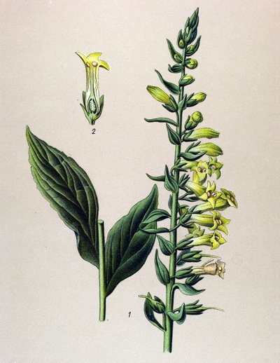 Tabla botánica, planta: amarilla o digital pequeña (Digitalis lutea) de Unbekannter Künstler
