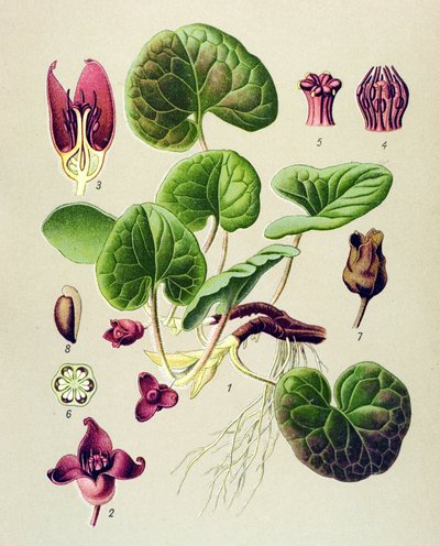 Tabla botánica, planta venenosa y medicinal: Asaret de Europa (Asarum europaeum) de Unbekannter Künstler