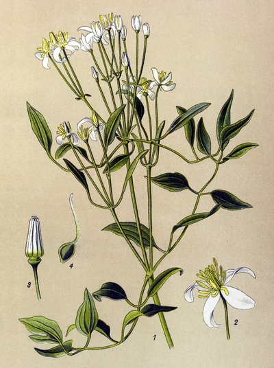 Tabla botánica: planta venenosa y medicinal: Clemátide erecta (Clematis recta) de Unbekannter Künstler
