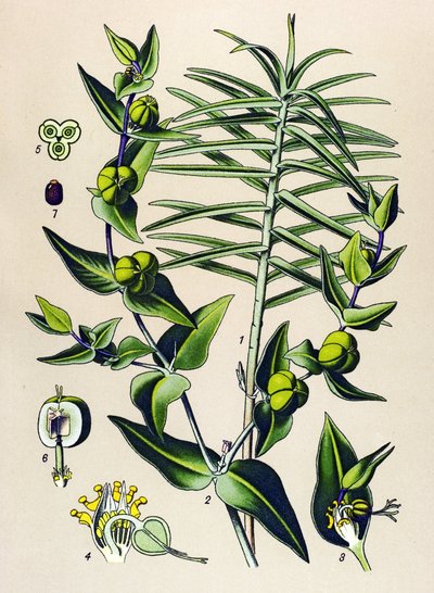 Tabla botánica, planta venenosa y medicinal: Euphorbia epurge (Euphorbia lathyris) de Unbekannter Künstler