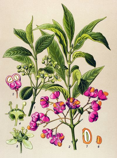Tabla botánica, planta venenosa: El carbón vegetal europeo (Euonymus europaeus) de Unbekannter Künstler