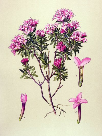 Tabla botánica, planta venenosa: camelee o camelee de los Alpes (Daphne Cneorum) de Unbekannter Künstler
