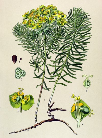 Tabla botánica, planta venenosa (tóxica) y medicinal: euphorbia pequeña (Euphorbia cyparissias) de Unbekannter Künstler