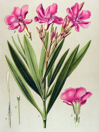 Tabla botánica, planta venenosa (tóxica) y medicinal: laurel rosa (Nerium oleander) de Unbekannter Künstler