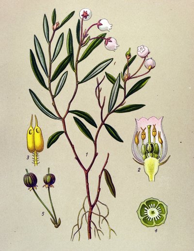 Tabla botánica, planta venenosa (tóxica): Andrómeda tiene hojas de polio (Andromeda polifolia) de Unbekannter Künstler