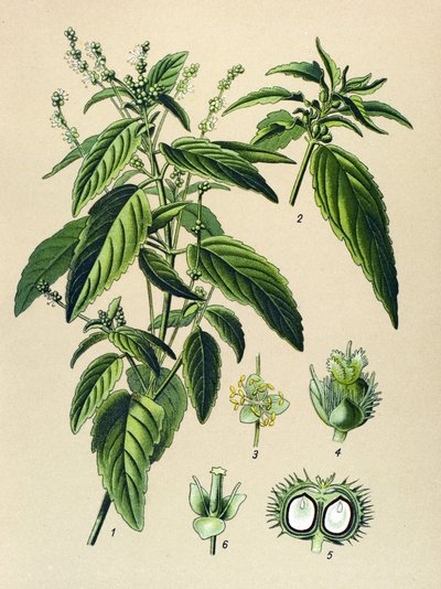 Tabla botánica, planta venenosa (tóxica): Mercuriale anual (Mercurialis annua) de Unbekannter Künstler