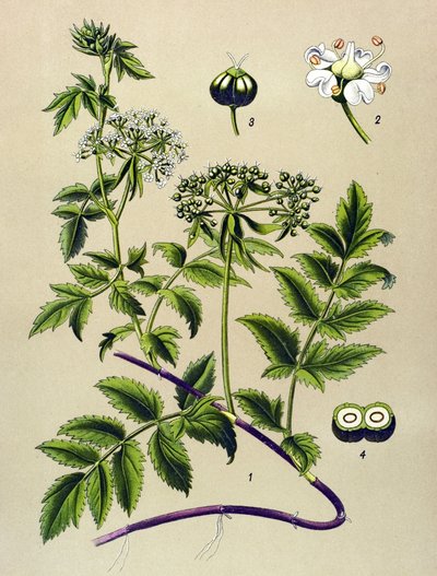 Tabla botánica, planta venenosa (tóxica): Berle (Berula angustifolia) de Unbekannter Künstler