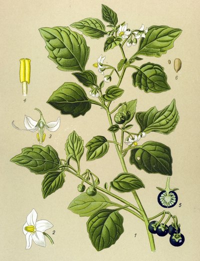 Tabla botánica, planta venenosa (tóxica): Hierba mora (Solanum nigrum) de Unbekannter Künstler