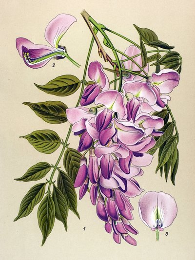 Tabla botánica, planta venenosa (tóxica): Glicina china (Wistaria chinensis) de Unbekannter Künstler