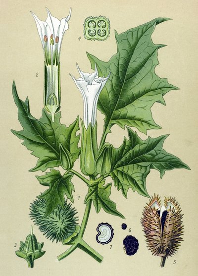 Tabla botánica, planta venenosa (tóxica): Datura stramoine o stramoine officinal (Datura Stramonium) de Unbekannter Künstler