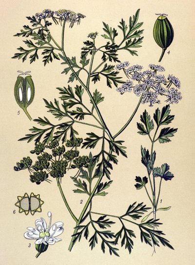 Tabla botánica, planta venenosa (tóxica): El perejil de los perros o falso perejil (Aethusa cynapium) de Unbekannter Künstler