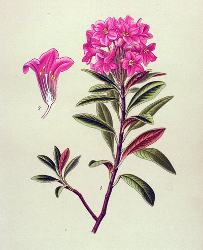 Tabla botánica, planta venenosa (tóxica): Rododendro ferruginoso (Rhododendron ferrugineum) de Unbekannter Künstler