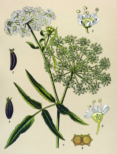 Tabla botánica, planta venenosa (tóxica): Berle (Sium latifolium) de Unbekannter Künstler