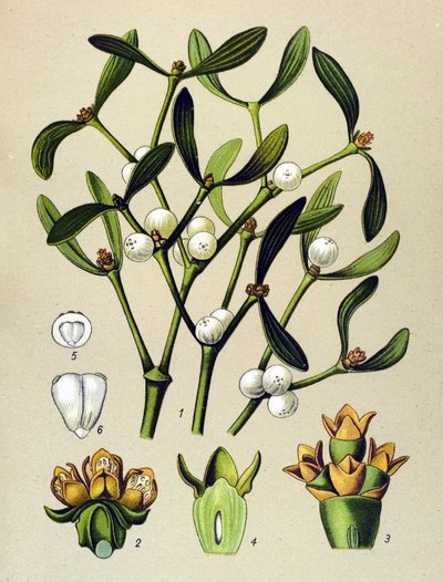 Tabla botánica, planta venenosa (tóxica): Muérdago de hoja (Viscumalbum) de Unbekannter Künstler