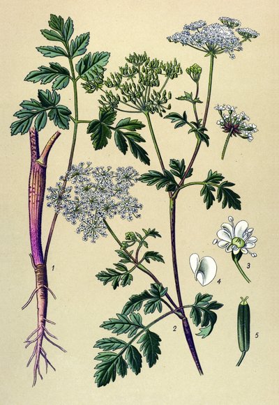 Tabla botánica, planta venenosa (tóxica): Perifollo inclinado (Chaerophyllum temulum) de Unbekannter Künstler