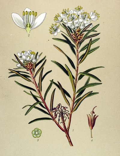 Tabla botánica, planta venenosa (tóxica): Ledón de pantano (Ledum palustre) de Unbekannter Künstler