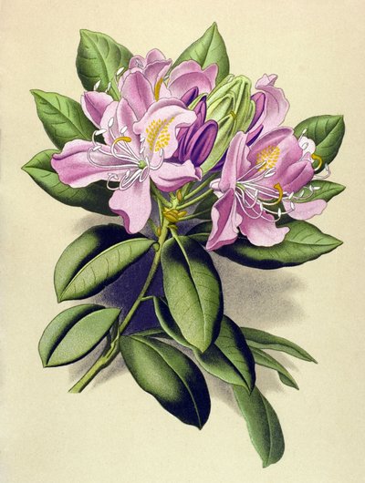 Tabla botánica, planta venenosa (tóxica): Rododendro póntico (Rhododendron pontium) de Unbekannter Künstler