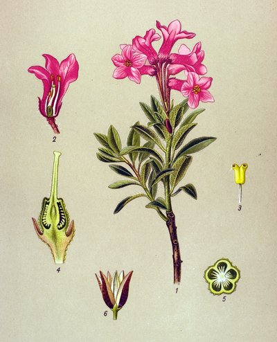 Tabla botánica, planta venenosa (tóxica): Rhododendron cilie (Rhododendron hirsutum) de Unbekannter Künstler