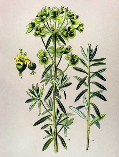 Tabla botánica, planta venenosa (tóxica): Eule redonda o Euphorbia Peplus (Euphorbia Peplus) de Unbekannter Künstler