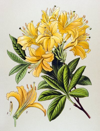 Tabla botánica, planta venenosa (tóxica): Azalea amarilla (Rhododendron luteum) de Unbekannter Künstler