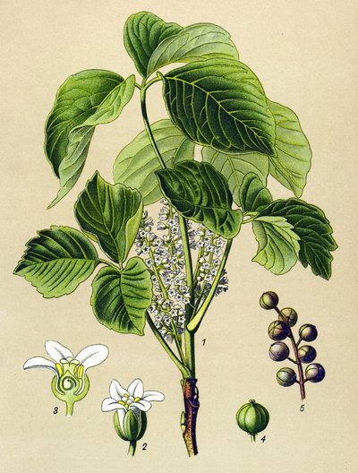 Tabla botánica, planta venenosa (tóxica): zumaque trepador (Rhus toxicodendron) de Unbekannter Künstler
