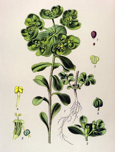 Tabla botánica, planta venenosa (tóxica): euforbia despertadora de la mañana o pequeña luz (Euphorbia helioscopia) de Unbekannter Künstler