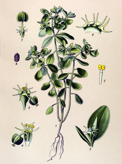 Tabla botánica, planta venenosa (tóxica): euphorbia esule o euphorbia acre de Unbekannter Künstler