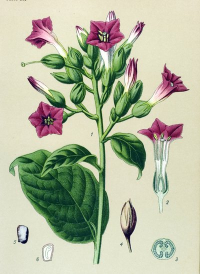 Tabla botánica, planta venenosa (tóxica): tabaco ornamental (Nicotiana tabacum) de Unbekannter Künstler