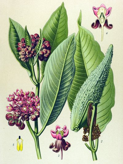 Tabla botánica, planta venenosa (tóxica): hierba periquito (Asclepias Cornuti) de Unbekannter Künstler