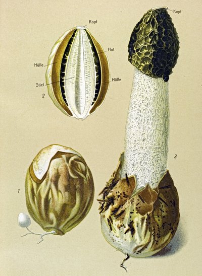 Tablero botánico con hongos comestibles: Satyre apestoso (Phallus impudicus) de Unbekannter Künstler