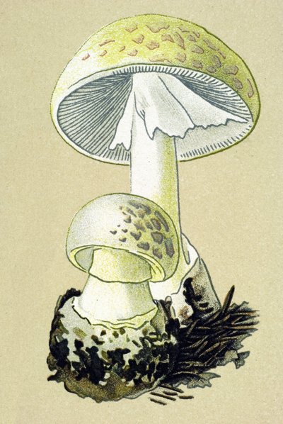 Tablero botánico con hongo tóxico (venoso): amanita (Amanita phalloides) de Unbekannter Künstler