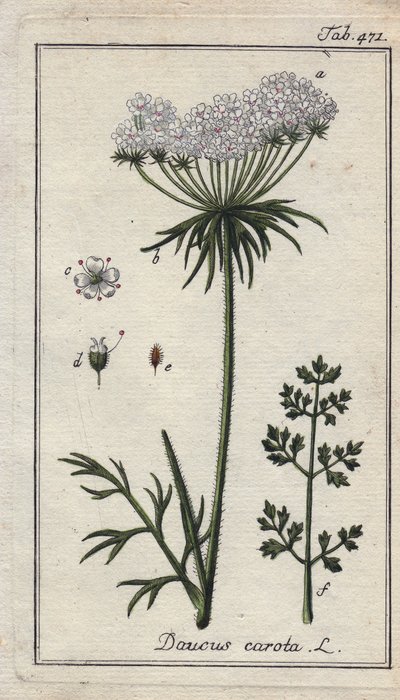 Botánica: flor de zanahoria - Flores y hojas de zanahoria, Daucus carota. Grabado en cobre coloreado a mano a partir de un dibujo de B. Thanner de la obra de Johannes Zorn "Icons plantarum medicinalium", Alemania. de Unbekannter Künstler