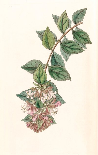 Ilustración botánica / Abelia chinensis / Abelia rupestris / Abelia de China de Unbekannt