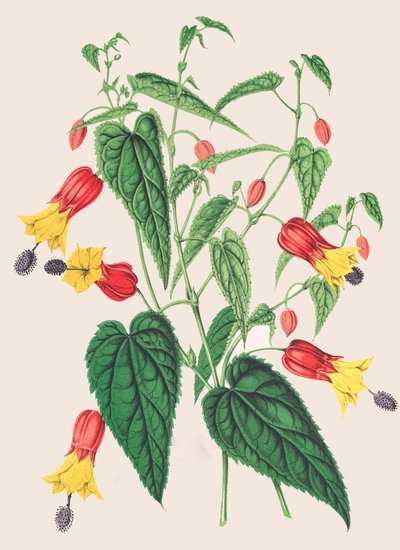 Ilustración botánica/Abutilon megapotamicum/Abutilon de Unbekannter Künstler