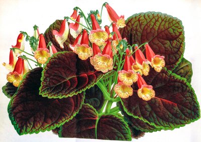 Ilustración botánica / Achimenes naegelioides de Unbekannt