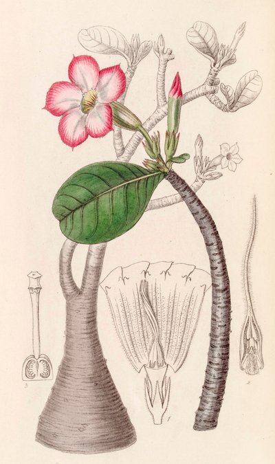 Ilustración botánica/Adenium obesum/Rosa del desierto/Rosa del desierto de Unbekannter Künstler