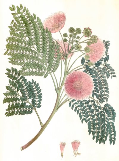 Ilustración botánica/Albizia julibrissin/Silk tree/Mimosa de Constantinople de Unbekannter Künstler