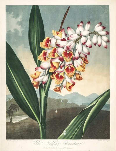 Ilustración botánica/Alpinia zerumbet, o flor de mi alma, lágrimas de la virgen, concha de jengibre o incluso flor del paraíso de Unbekannter Künstler