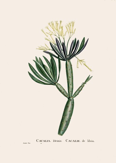 Ilustración botánica/Redoubt/Senecio kleinia/Senecon de William M. Timlin