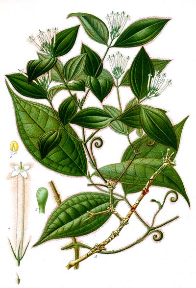 Ilustración botánica/Strychnos toxifera/Curare de Unbekannt