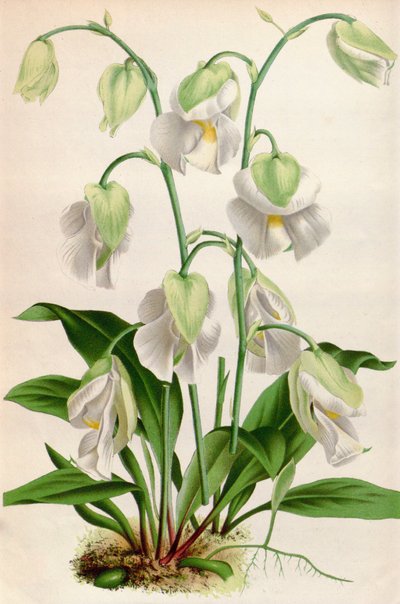 Ilustración botánica/Utricularia alpina/Utricularia alpina de Unbekannt