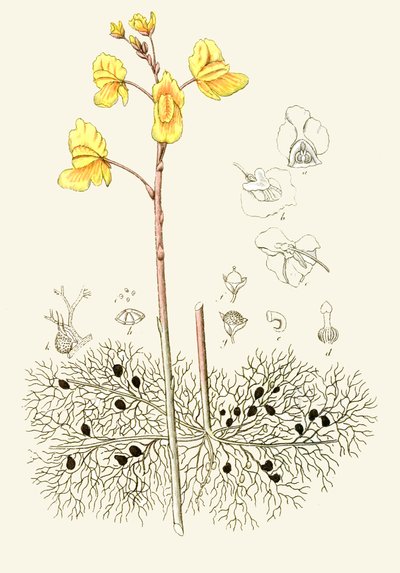 Ilustración botánica / Utricularia vulgaris / Utricularia común de Unbekannt