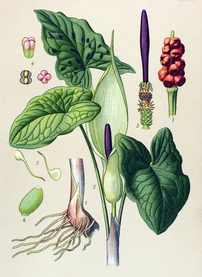 Tabla botánica. Planta venenosa (tóxica) y medicinal: mancha guet (Arum maculatum) de Unbekannter Künstler