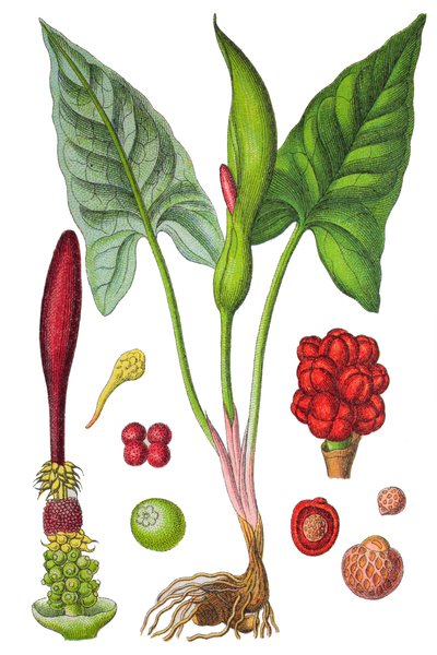 Placa botánica: arum manchado (Wild arum o Arum maculatum), una planta medicinal, cromolitografía histórica de Unbekannter Künstler